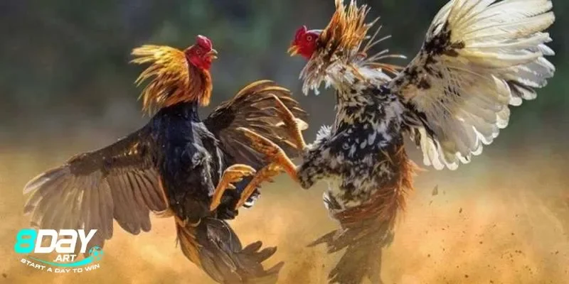 Các hình thức đá gà online phổ biến