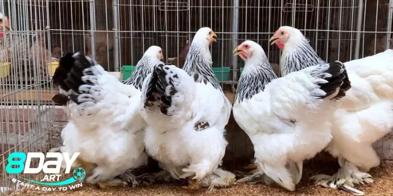 Các yếu tố văn hóa xung quanh Gà Kỳ Lân cần nắm