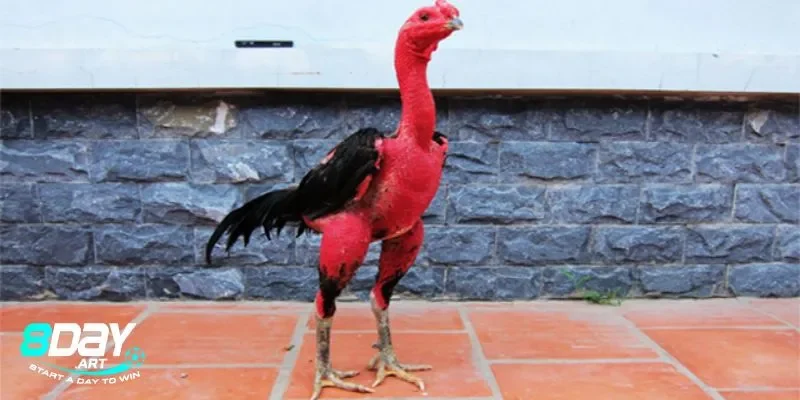 Đặc điểm nổi bật của gà đòn