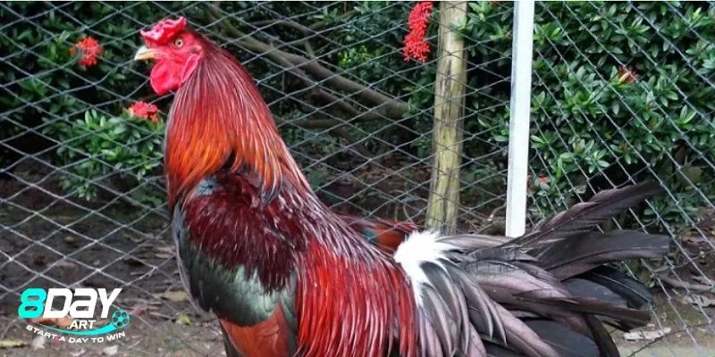 Đặc điểm và ý nghĩa phong thủy của gà điều thuộc mạng gì?