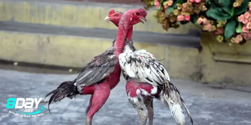 Di truyền và cách chọn gà chọi hay