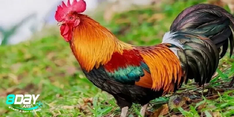 Mạng của gà điều