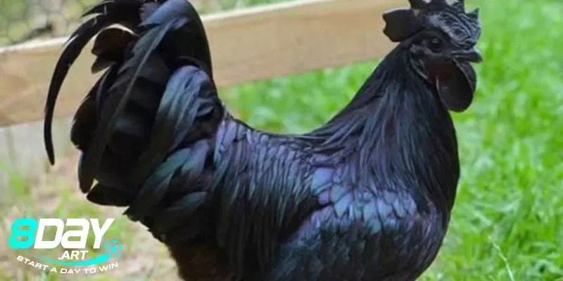 Nguồn gốc của gà mặt quỷ được các chuyên gia 8days nghiên cứu